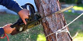 Best Tree Risk Assessment  in Arta, CA